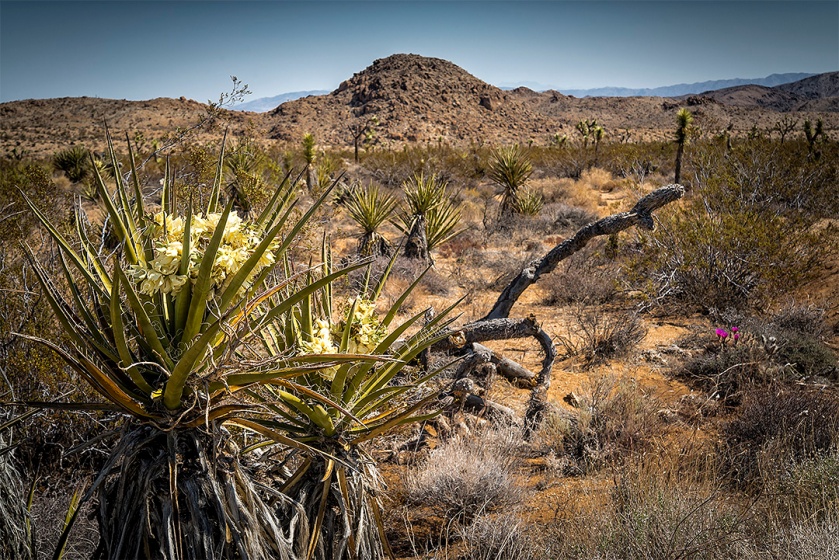 Mojave yucca, Yucca schidigera