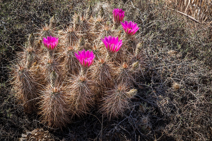Hedgehog Cactus, Echinocereus engelmannii