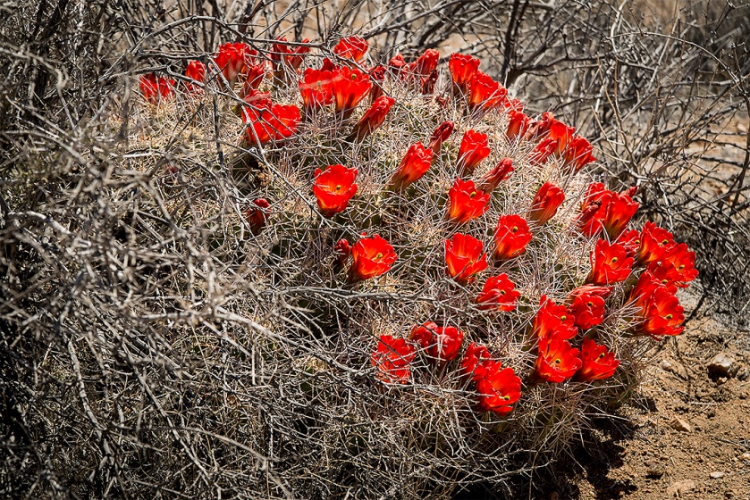 Mojave mound cactus, Echinocereus mojavensis