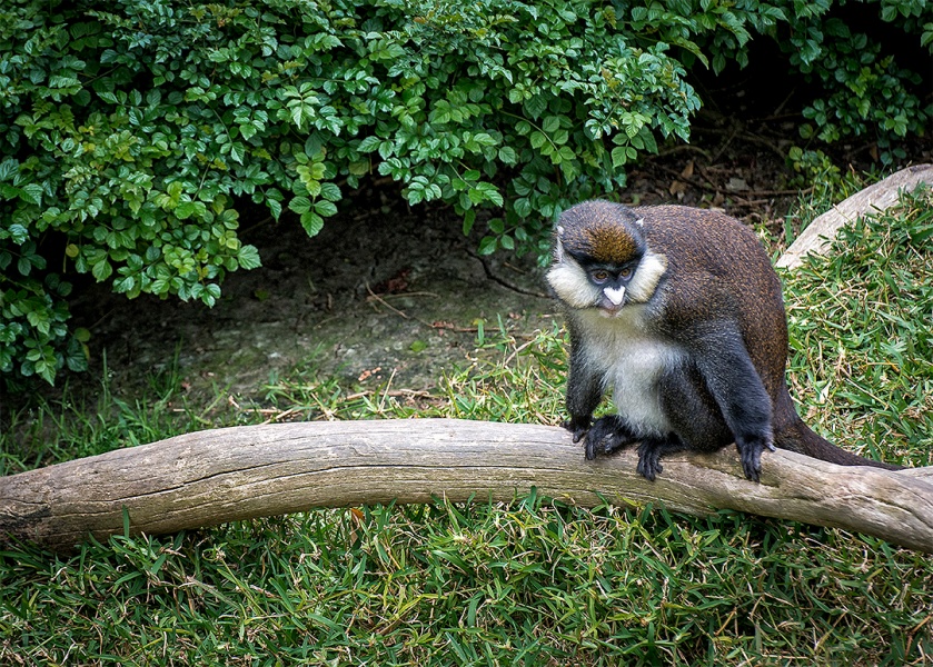 A Lesser Spot-nosed Guenon
