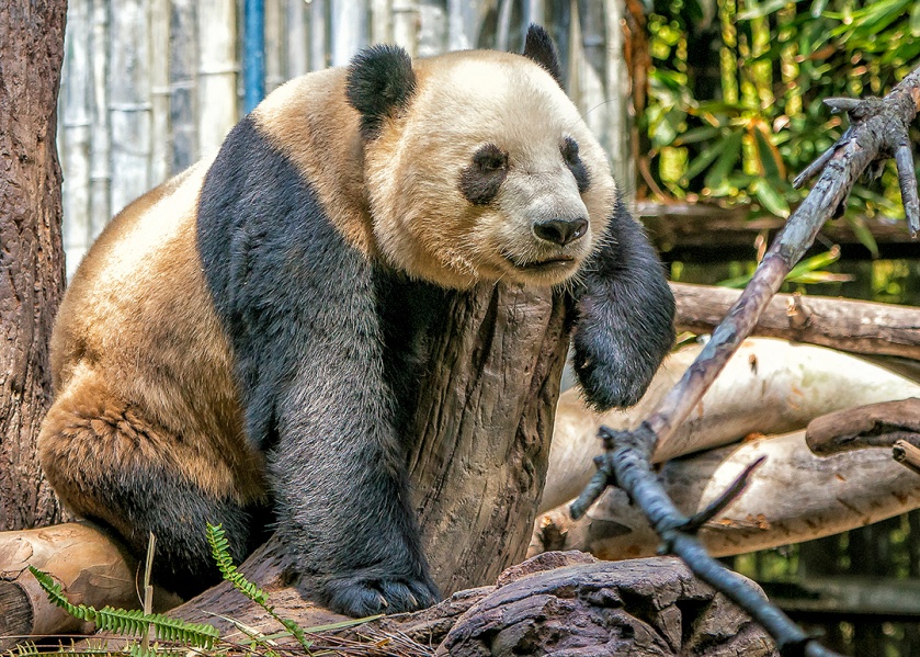 One of the zoo's giant pandas