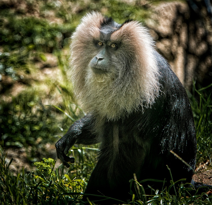 Liontailed Macaque