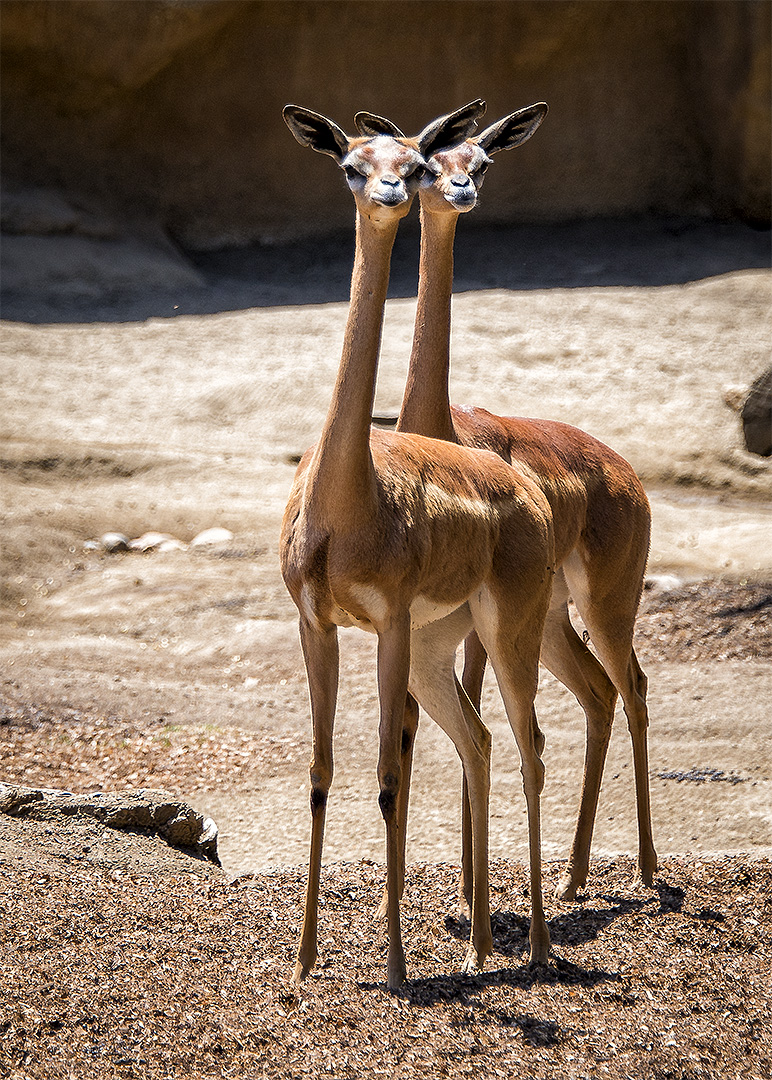 Gerenuk - Two heads are better than one! (two necks and eight legs as well).