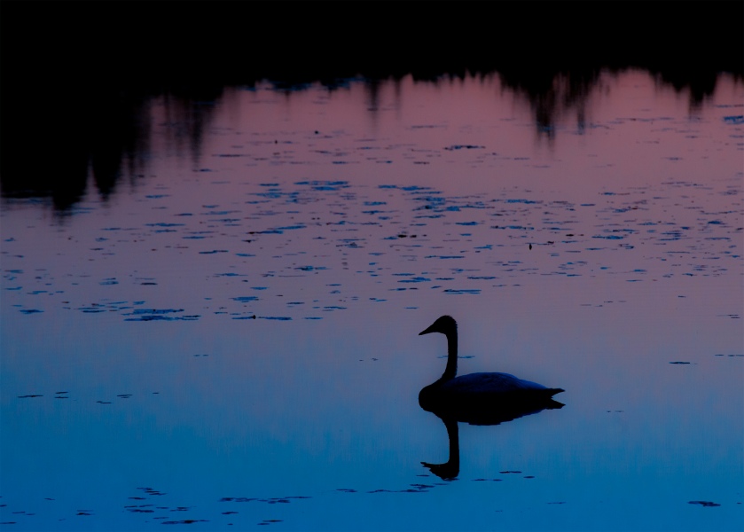 Trumpeter swan at sunrise