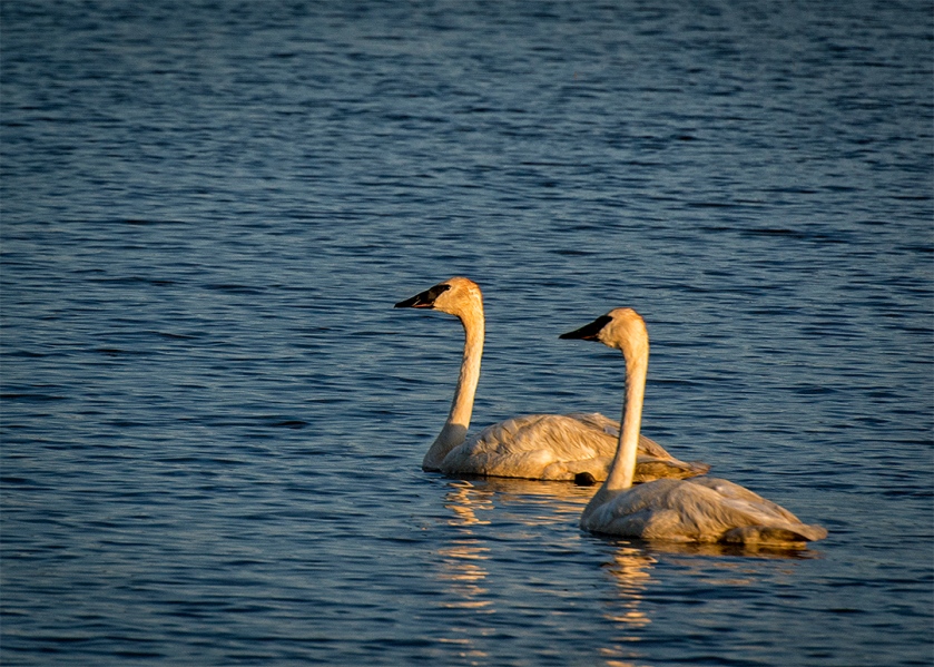 Trumpeter Swan Pair - one of many at Seney in early August