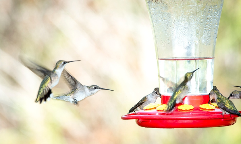 A frequent cluster at the feeder.