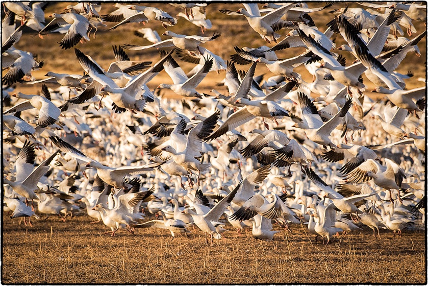Snow geese leaving the pond for the day