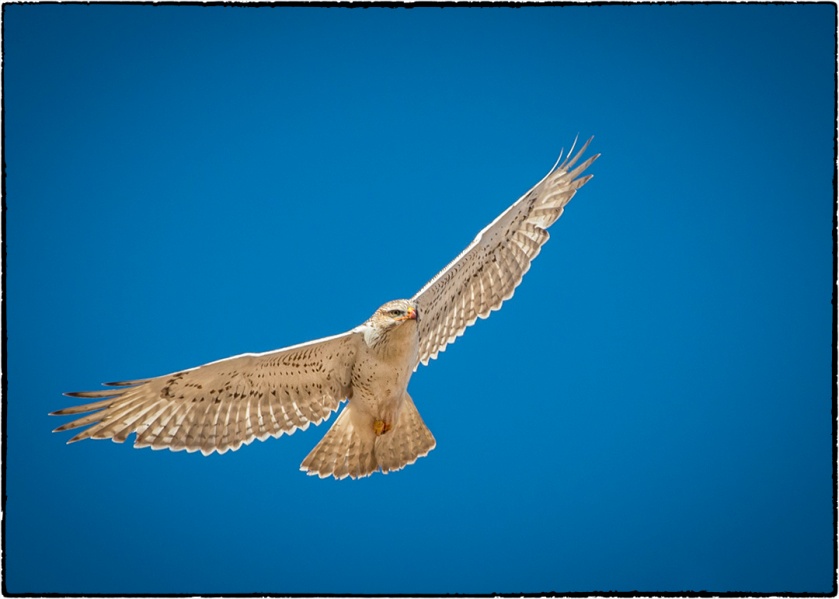 Red-tailed hawk, Krider's morph