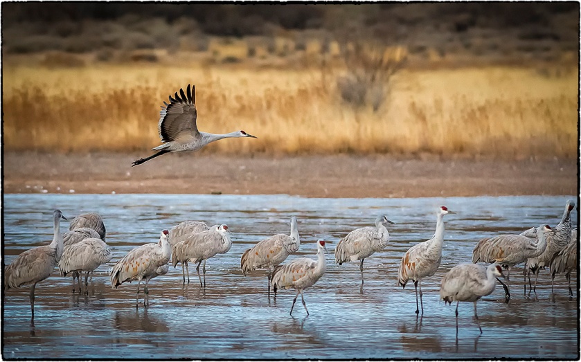 Sandhill cranes waking and contemplating their departure for the day