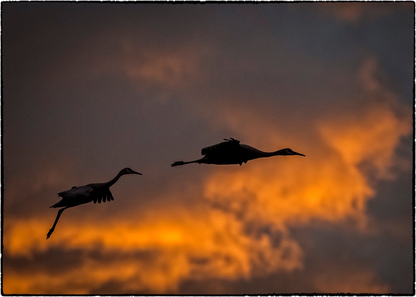 Cranes arriving at sunset