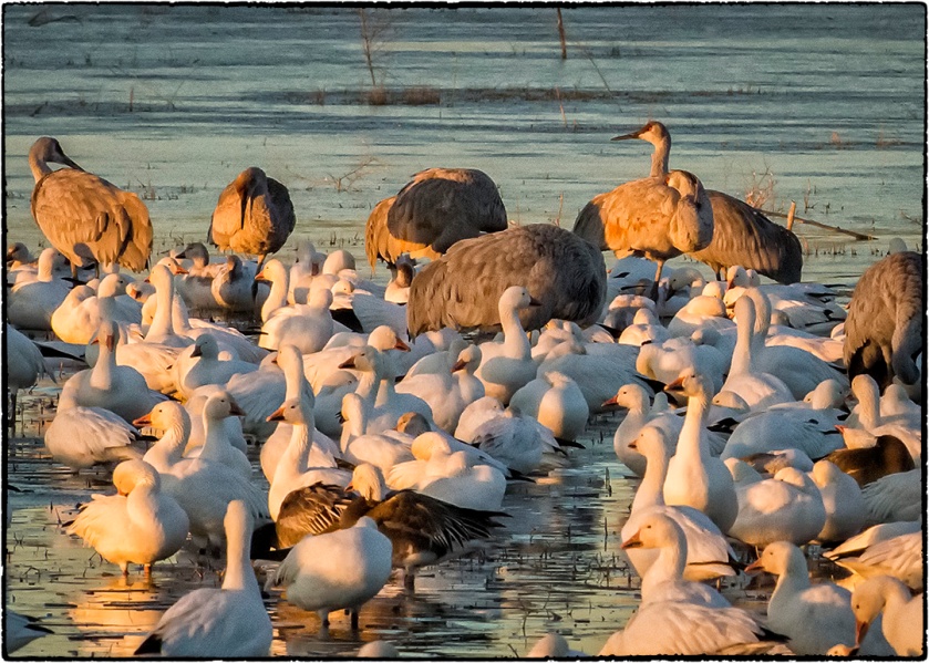 Snow geese on the pond with cranes