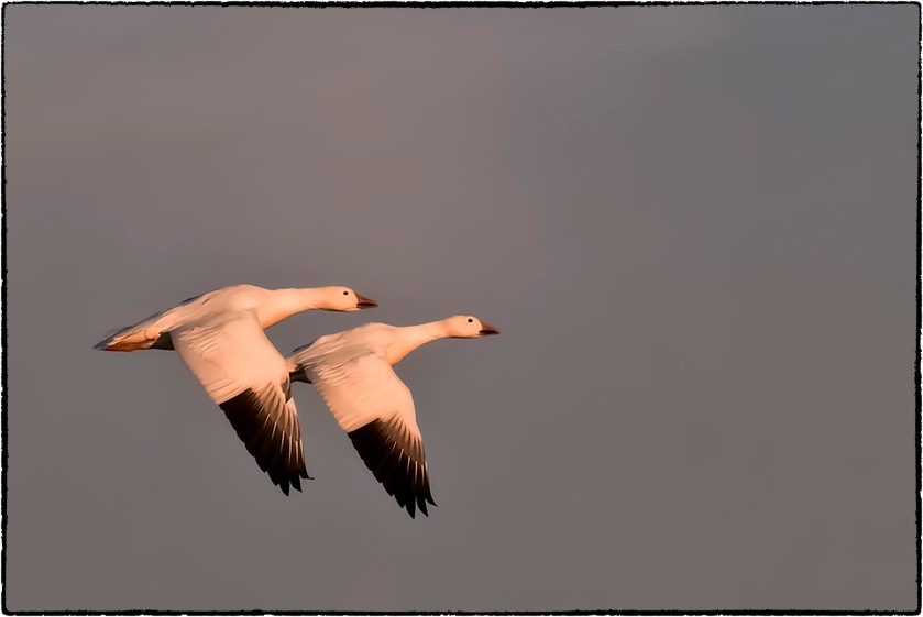 A pair of snow geese fly in unison